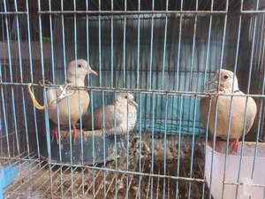 দুটি কিনলে একটি ফ্রি