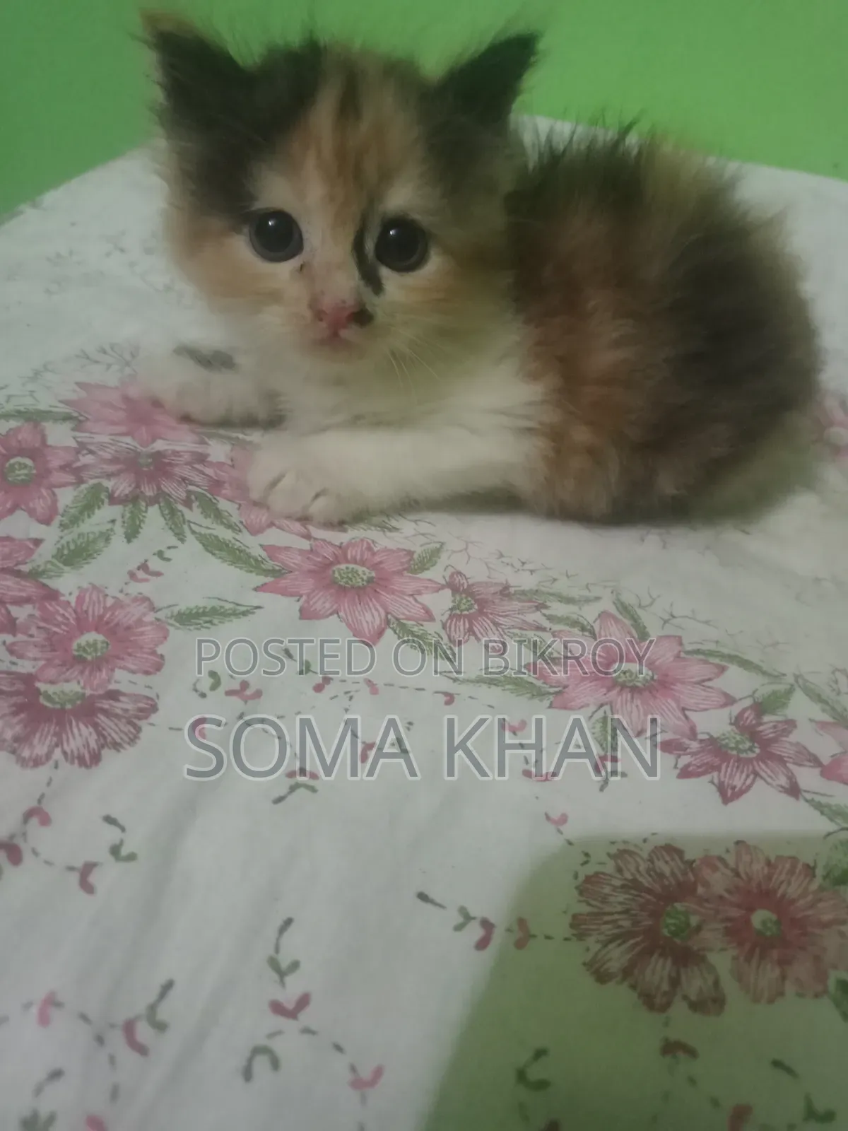 1-3 Months Female Purebred Persian
