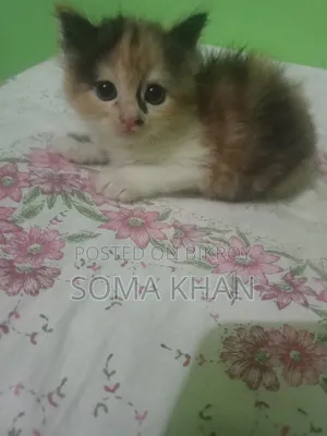 1-3 Months Female Purebred Persian