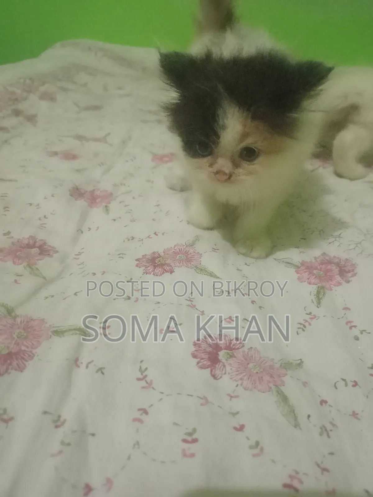 1-3 Months Female Purebred Persian