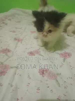 1-3 Months Female Purebred Persian