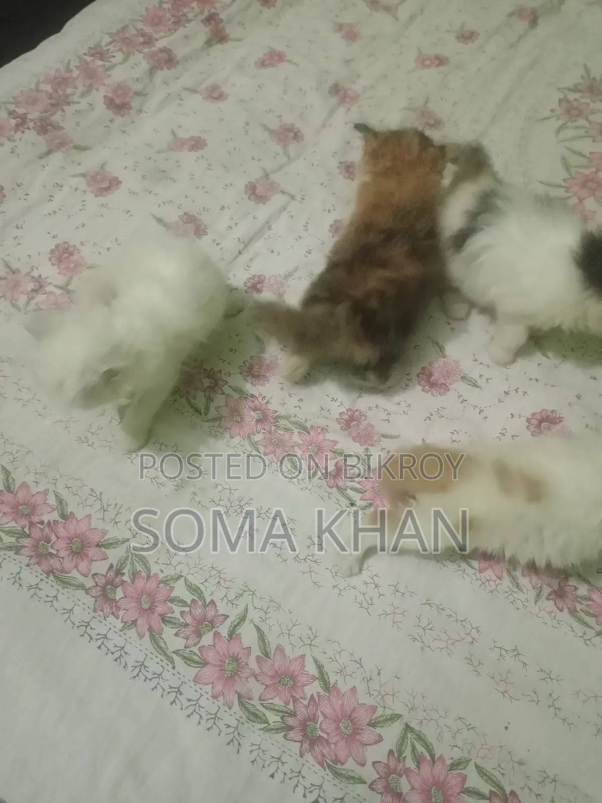 1-3 Months Female Purebred Persian