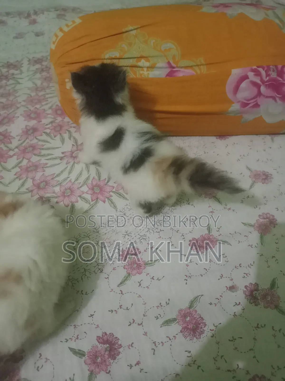 1-3 Months Female Purebred Persian