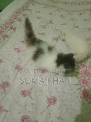 1-3 Months Female Purebred Persian