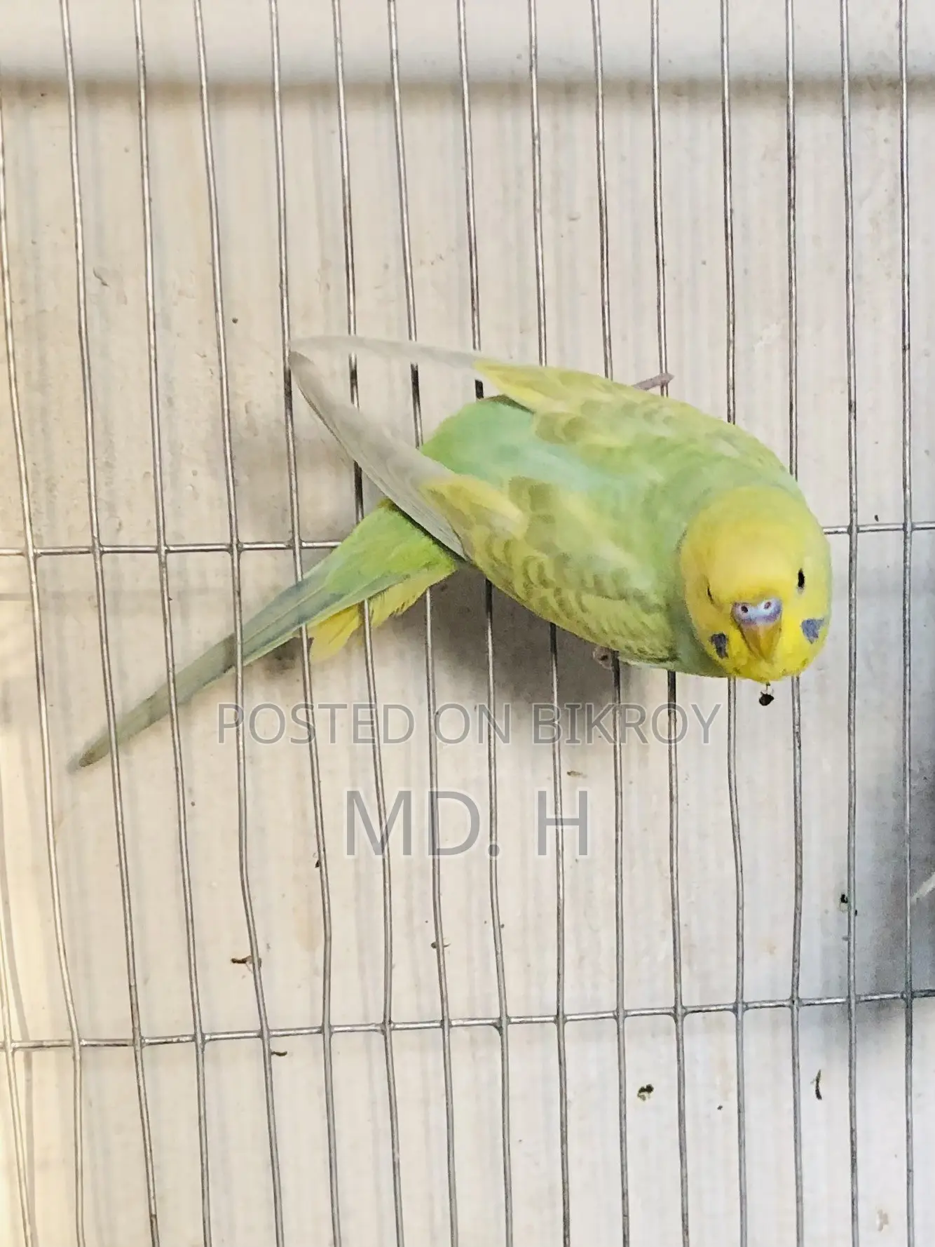 Male Bazrigar Rainbow JP Split