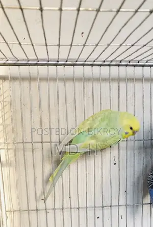 Male Bazrigar Rainbow JP Split