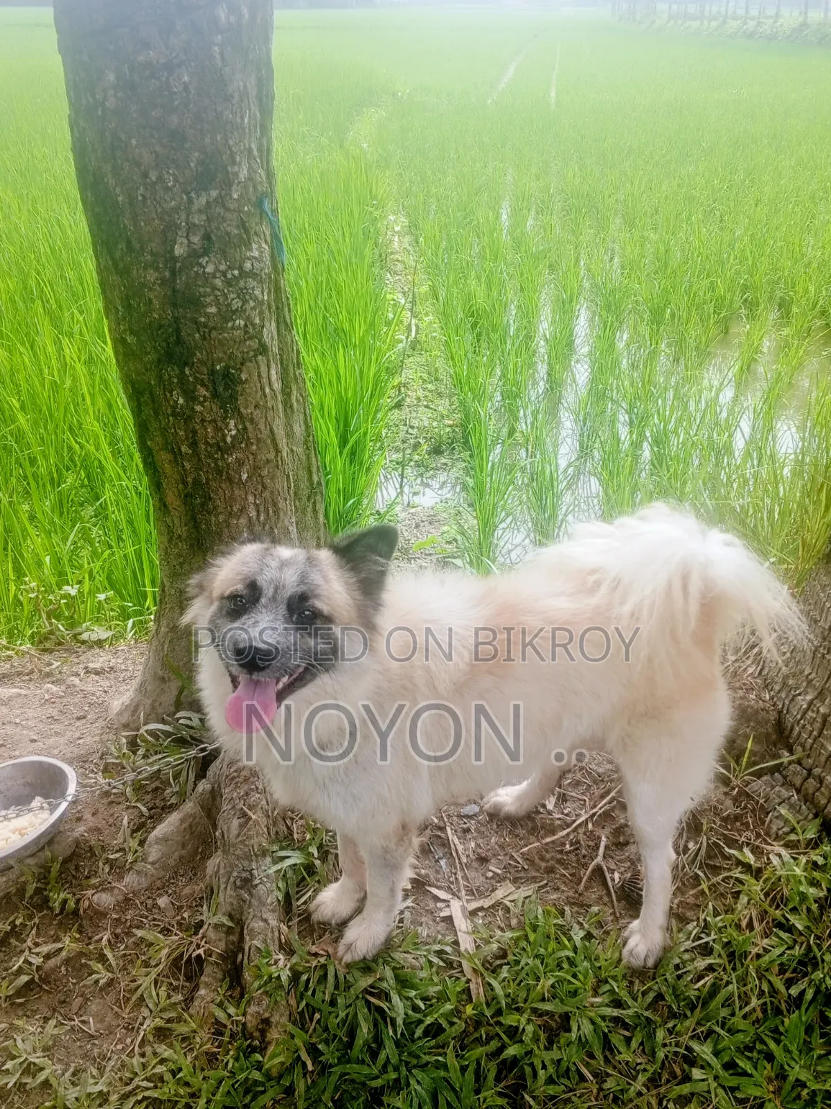 1+ year Male Purebred Australian Shepherd