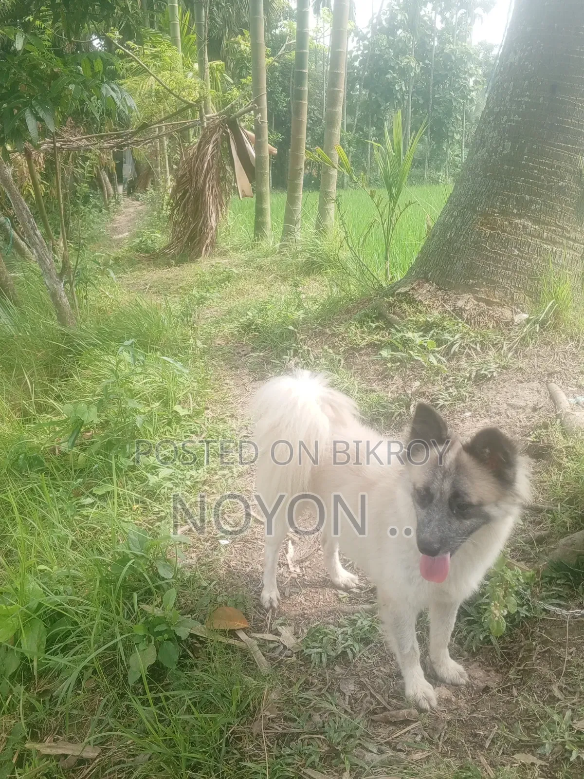 1+ year Male Purebred Australian Shepherd