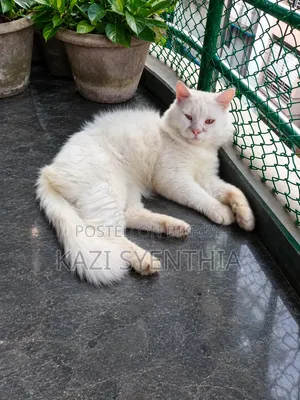 1+ Year Male Purebred Persian
