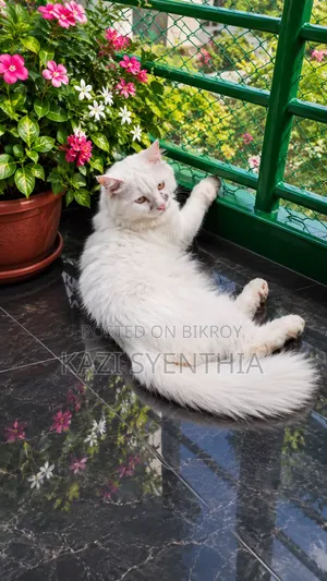 1+ Year Male Purebred Persian