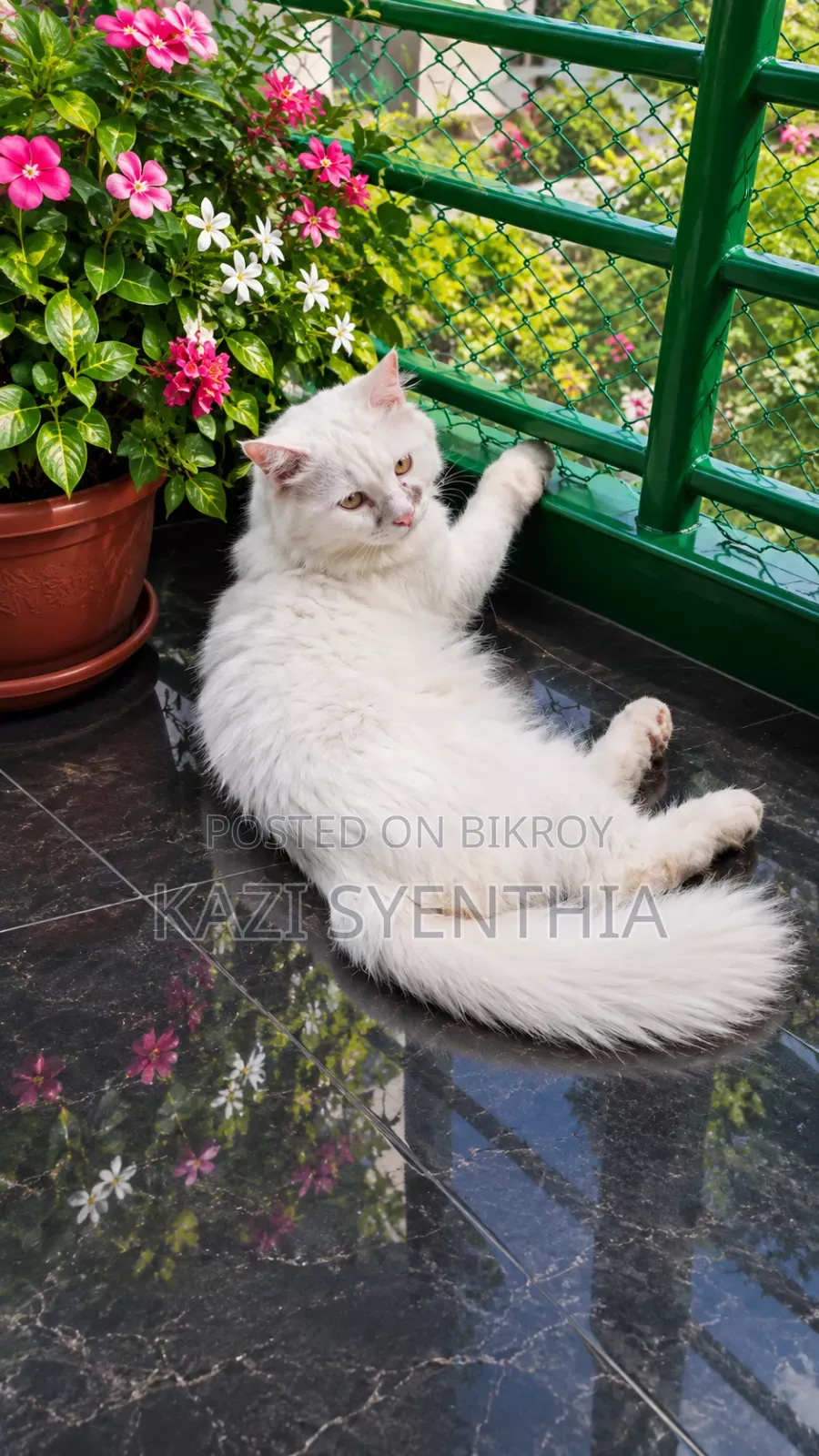 1+ Year Male Purebred Persian