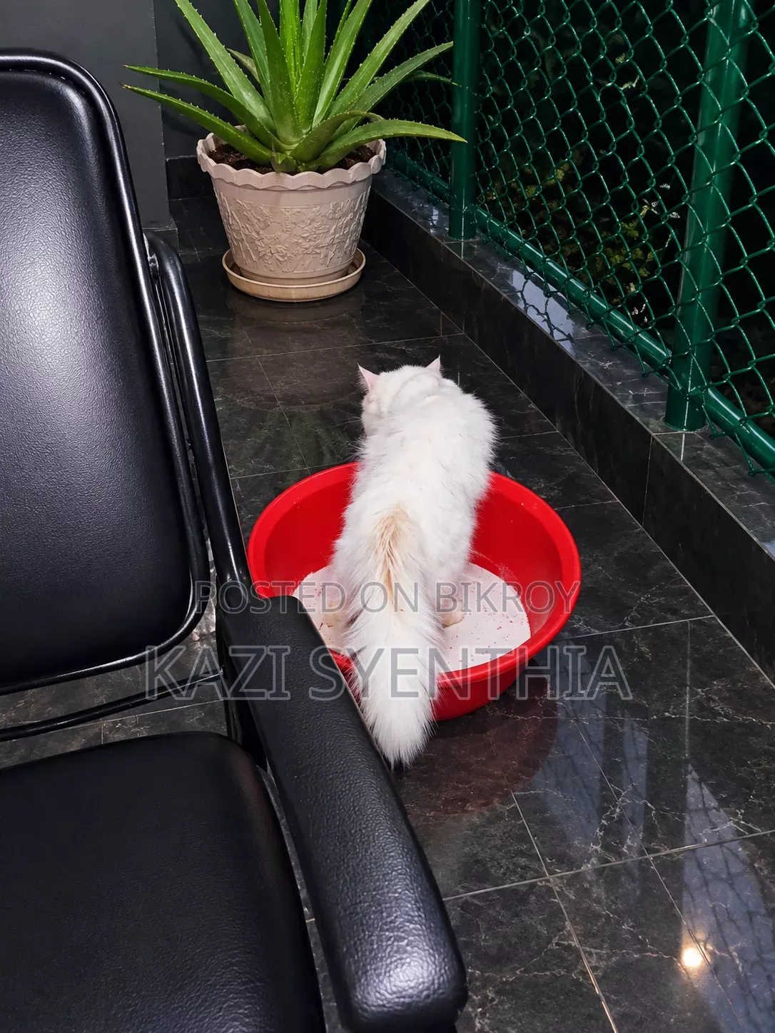 1+ Year Male Purebred Persian