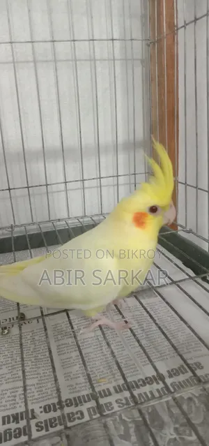 ককাটেল পাখি সেলফিড বাচ্চা