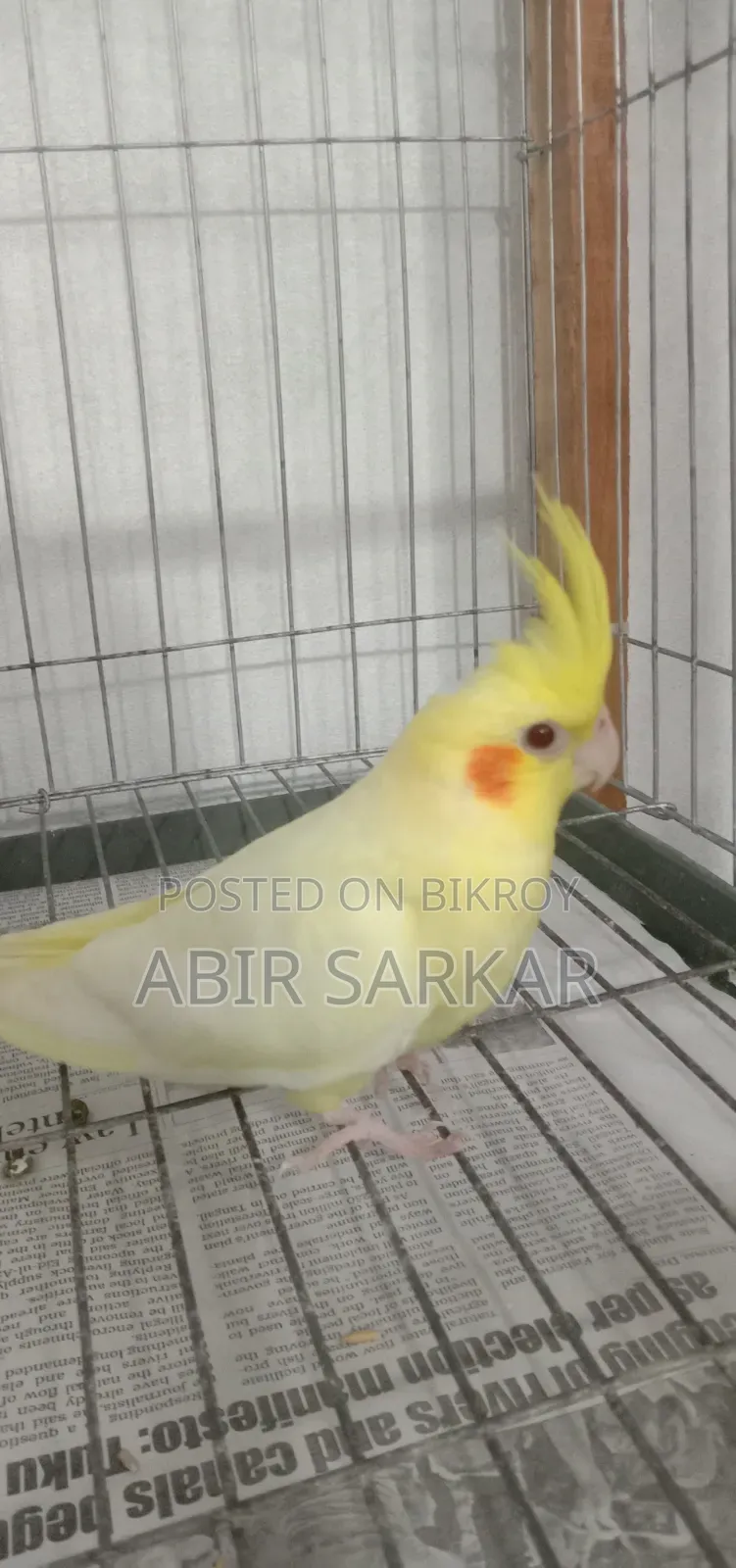 ককাটেল পাখি সেলফিড বাচ্চা