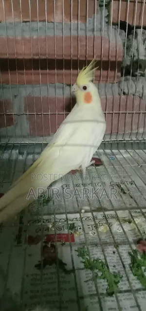 ককাটেল পাখি সেলফিড বাচ্চা