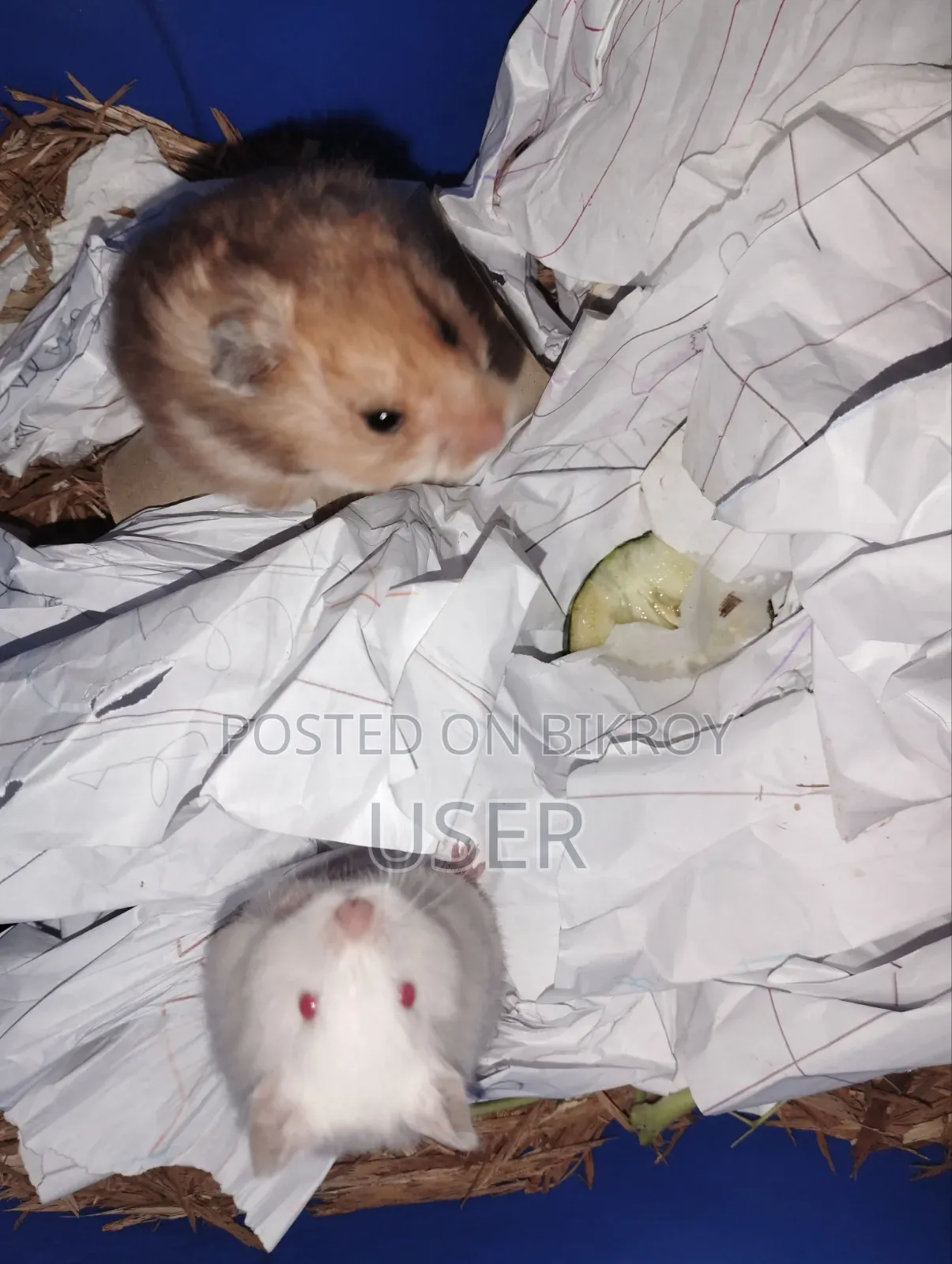 Syrian Hamster