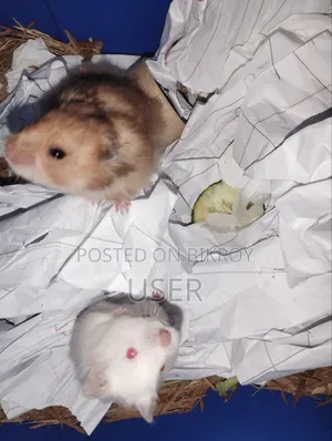 Syrian Hamster
