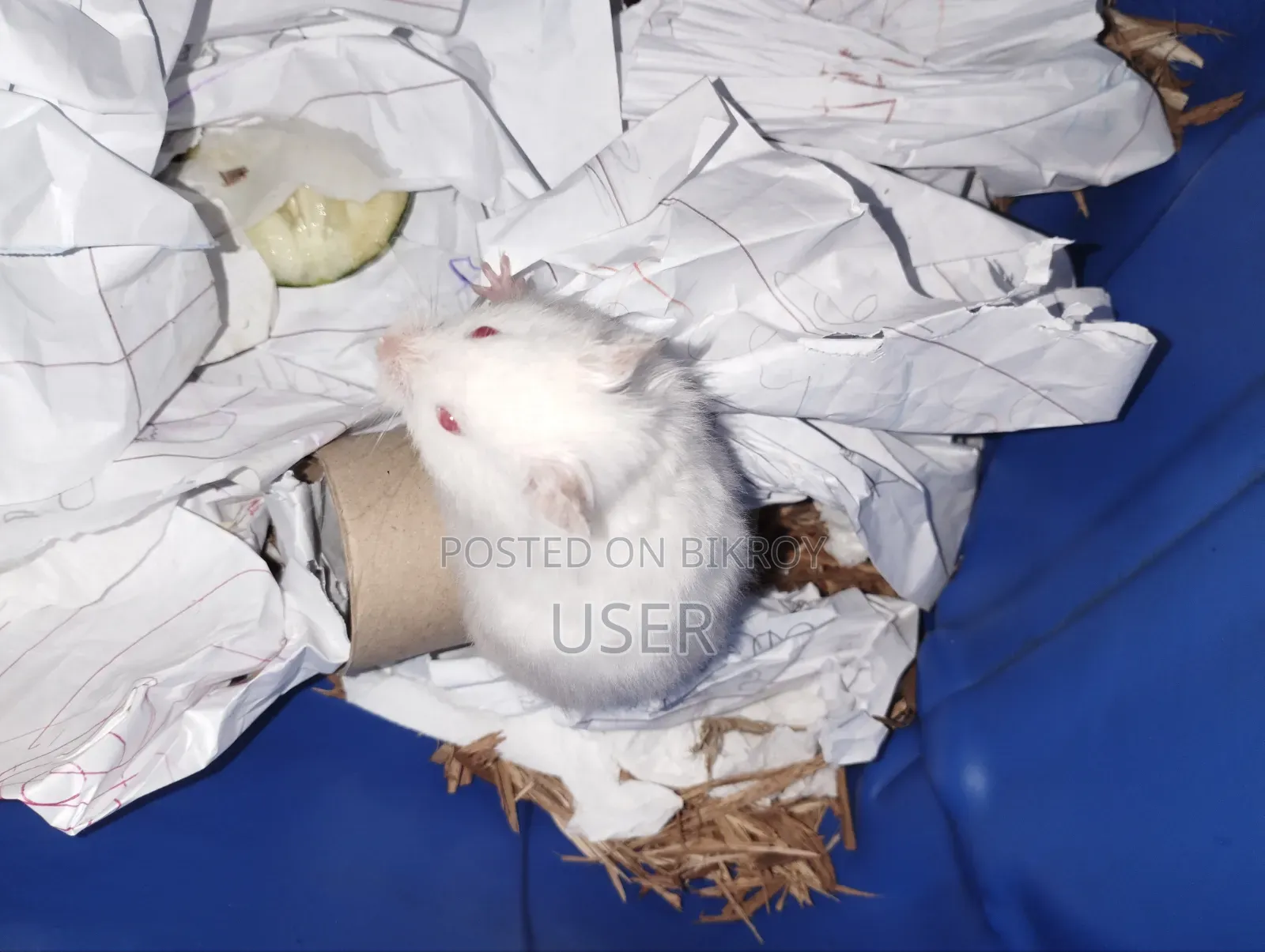 Syrian Hamster