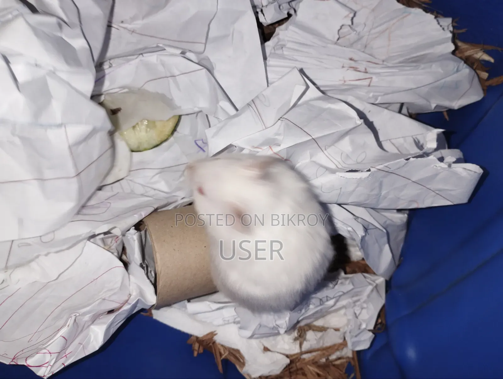 Syrian Hamster