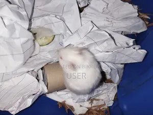 Syrian Hamster
