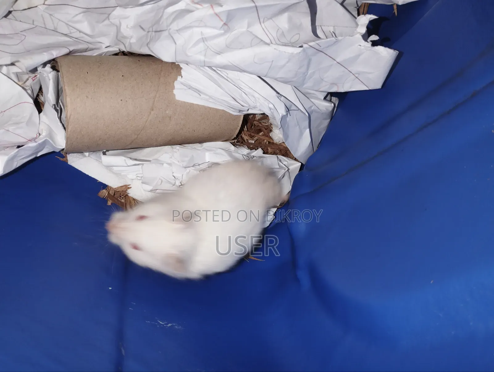 Syrian Hamster