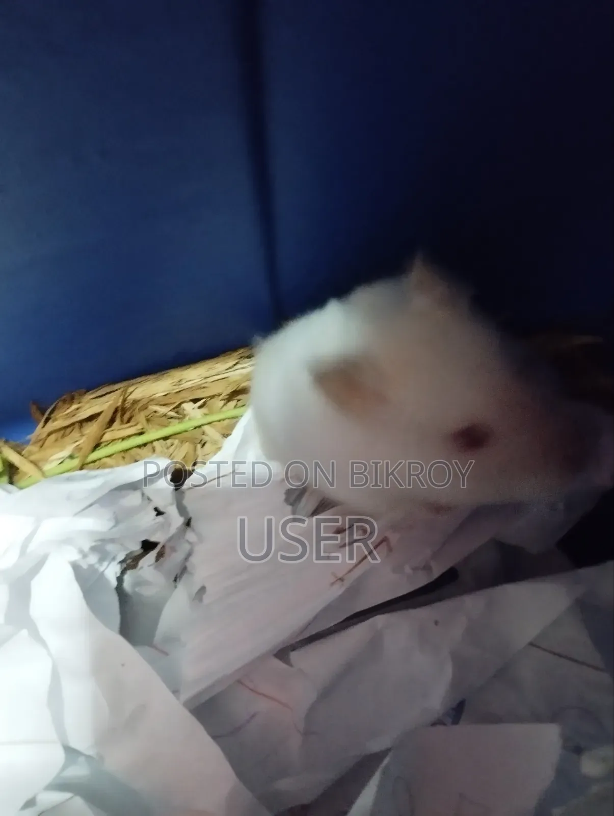 Syrian Hamster