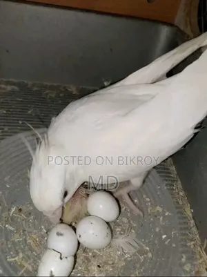 কোকাটেল পাখি সেল হবে