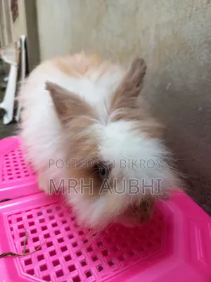 Angora /Fancy Rabbit