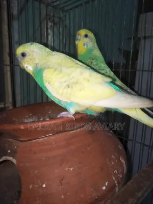 খাচা সহ ফুল এডাল জোড়া সেল হবে।