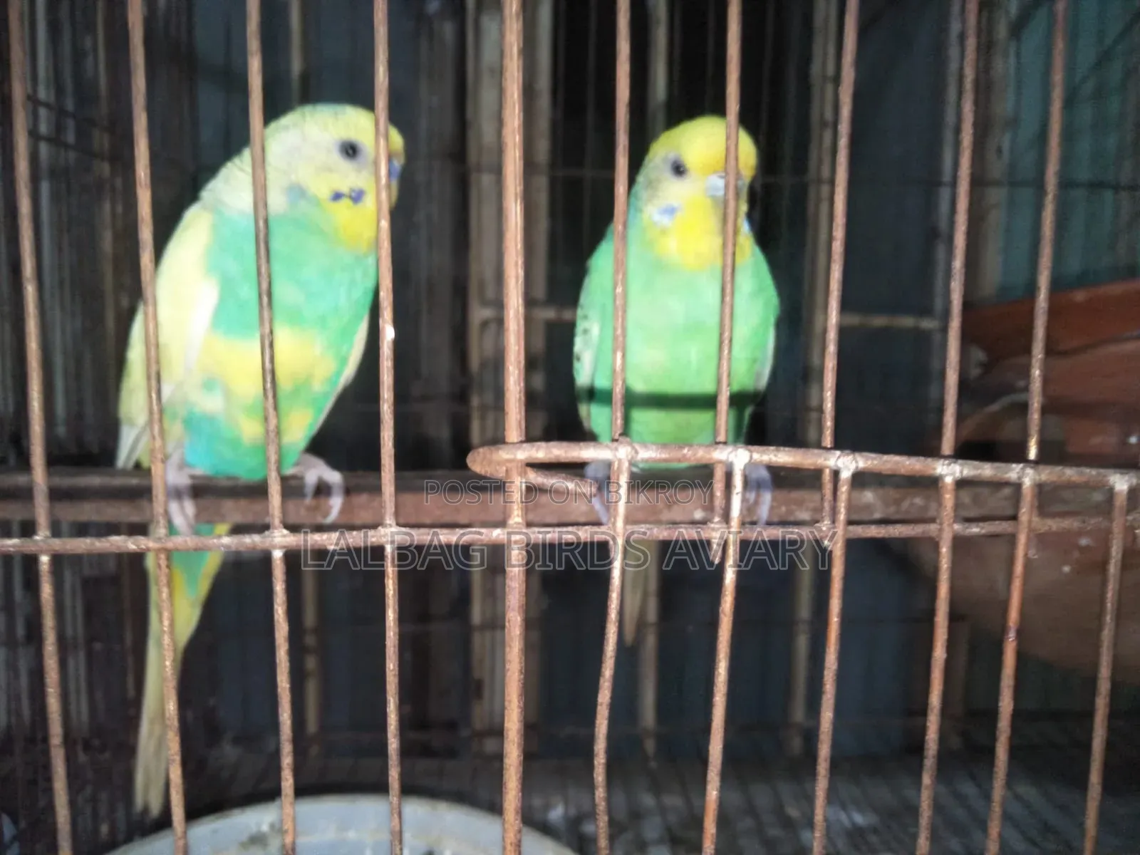 খাচা সহ ফুল এডাল জোড়া সেল হবে।