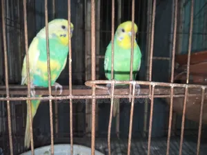 খাচা সহ ফুল এডাল জোড়া সেল হবে।