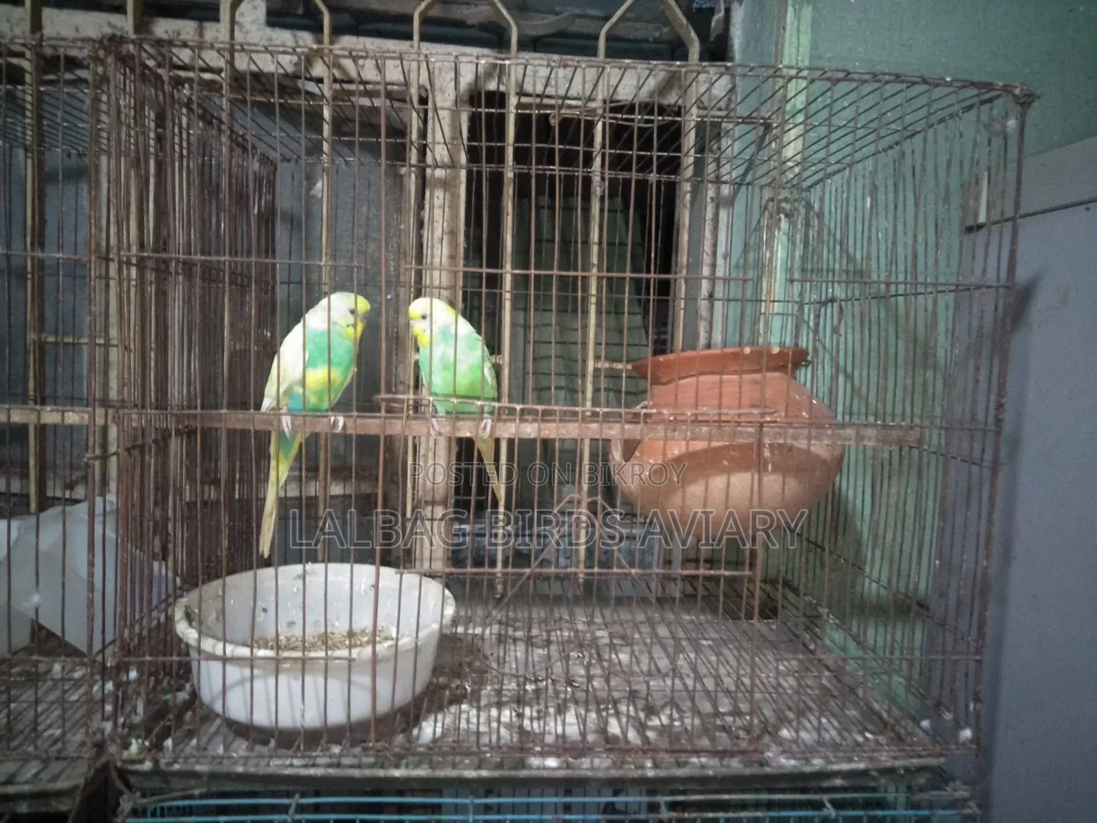 খাচা সহ ফুল এডাল জোড়া সেল হবে।