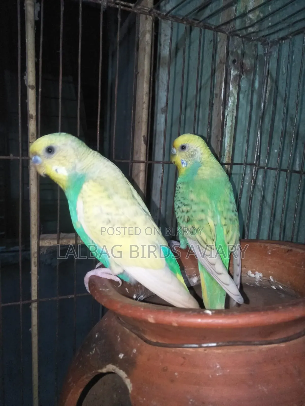 খাচা সহ ফুল এডাল জোড়া সেল হবে।