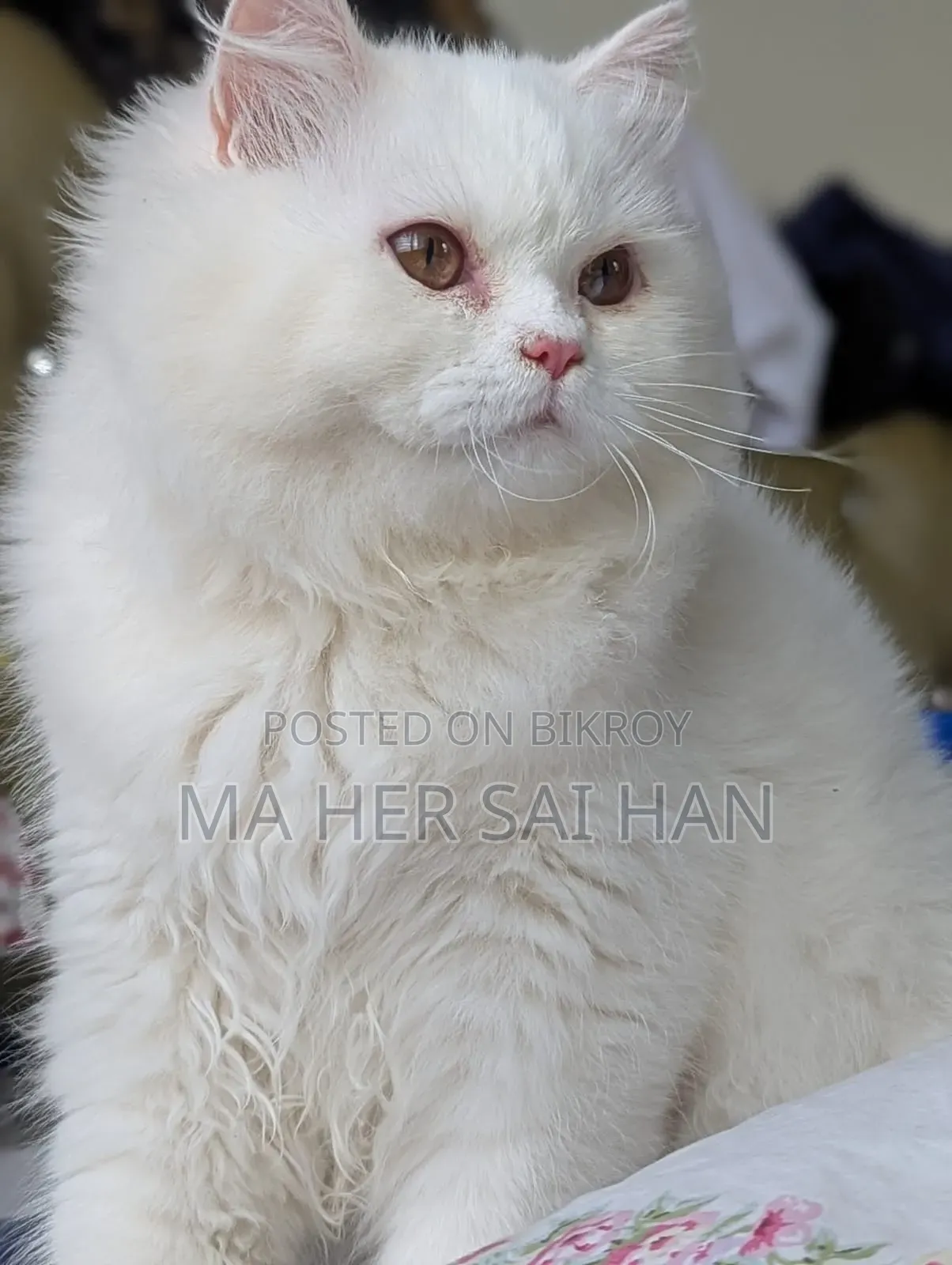 3-6 Months Female Purebred Persian
