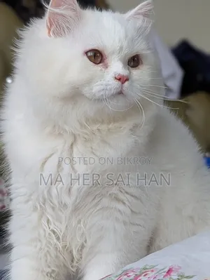 3-6 Months Female Purebred Persian
