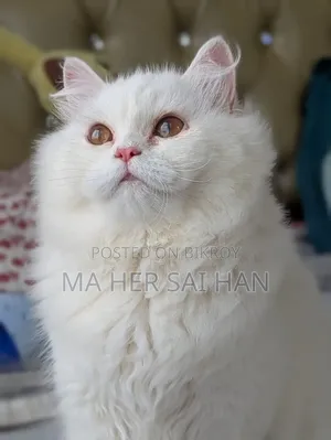 3-6 Months Female Purebred Persian