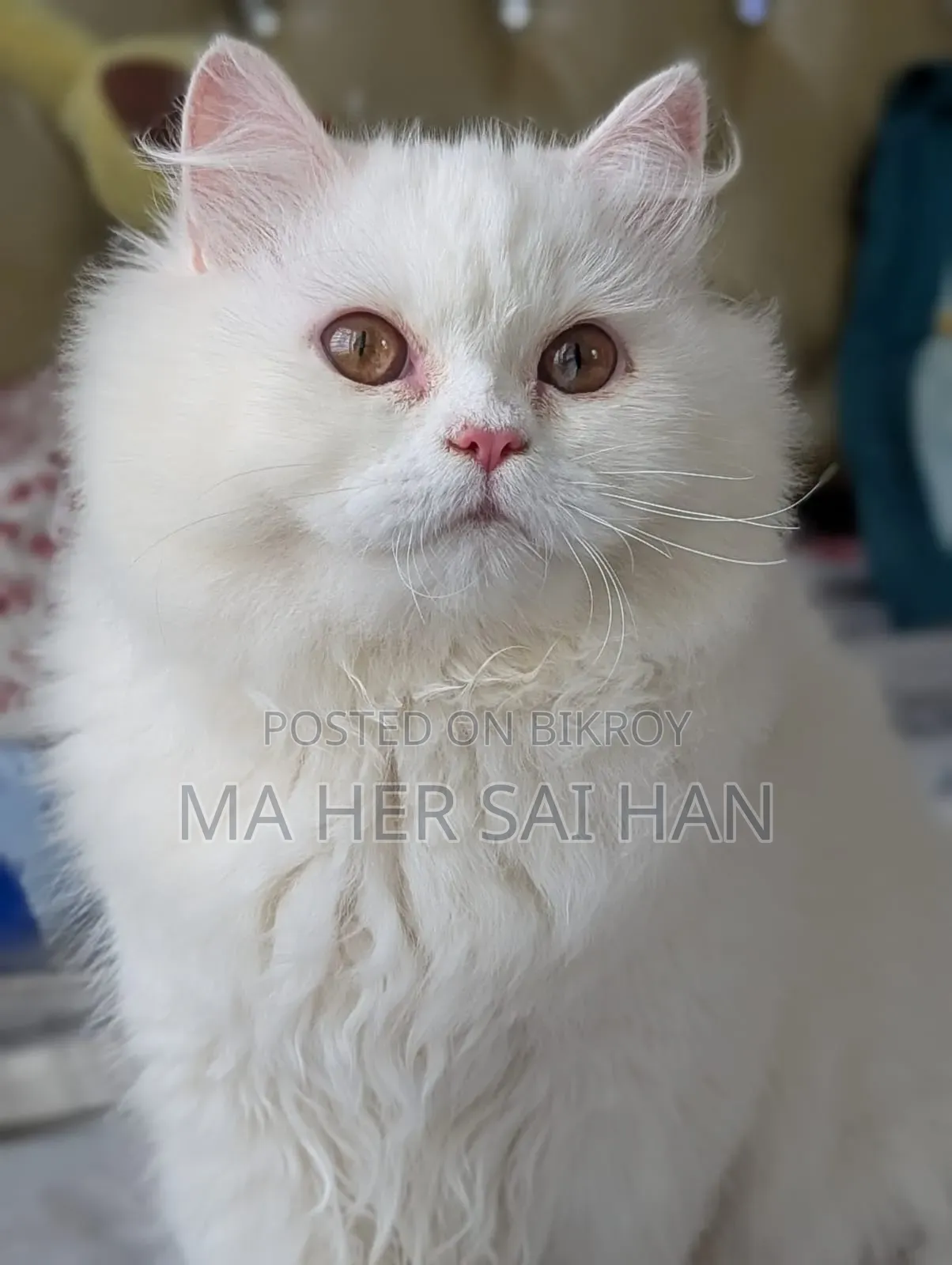 3-6 Months Female Purebred Persian