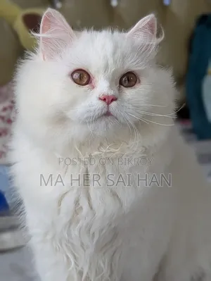 3-6 Months Female Purebred Persian