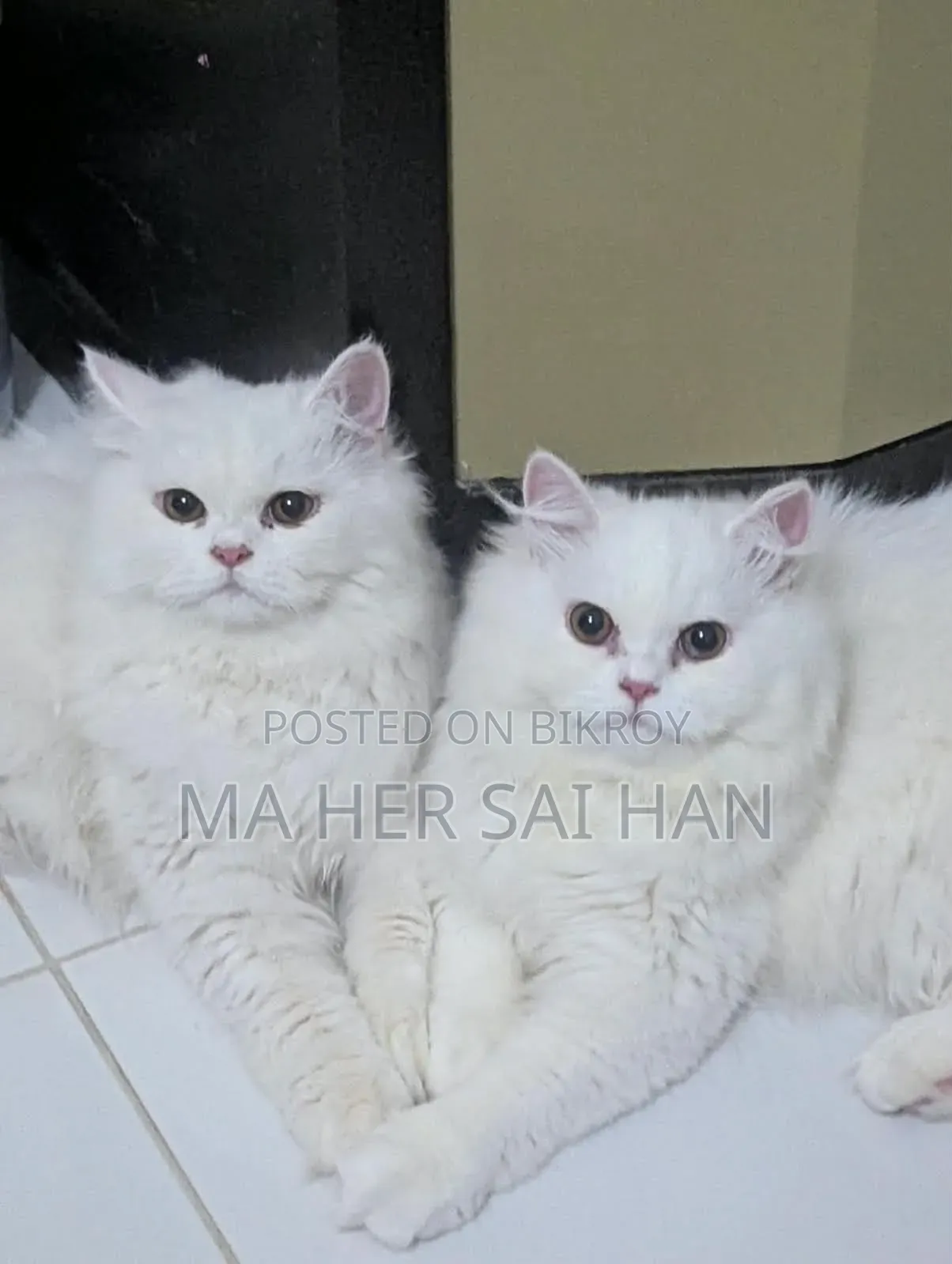 3-6 Months Female Purebred Persian