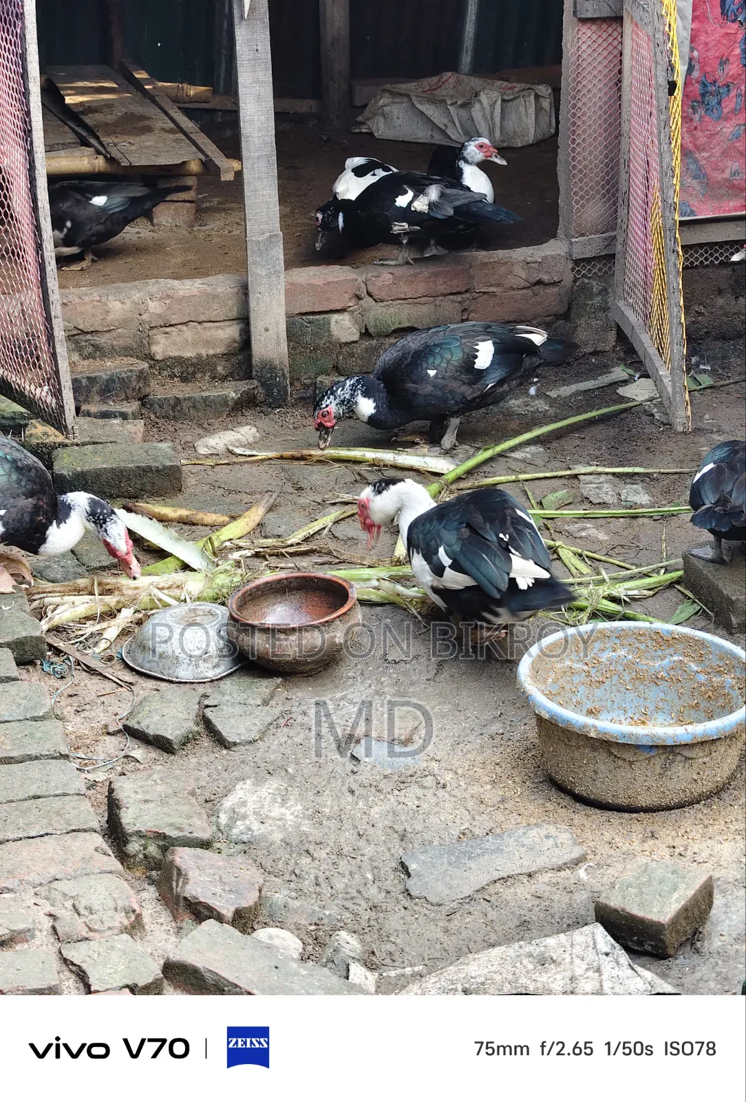 চিনা হাঁস কেজি বা পিস নিতে পারবেন