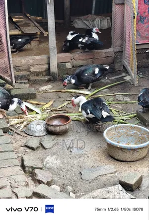 চিনা হাঁস কেজি বা পিস নিতে পারবেন