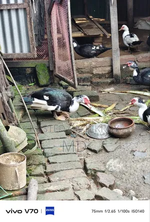 চিনা হাঁস কেজি বা পিস নিতে পারবেন