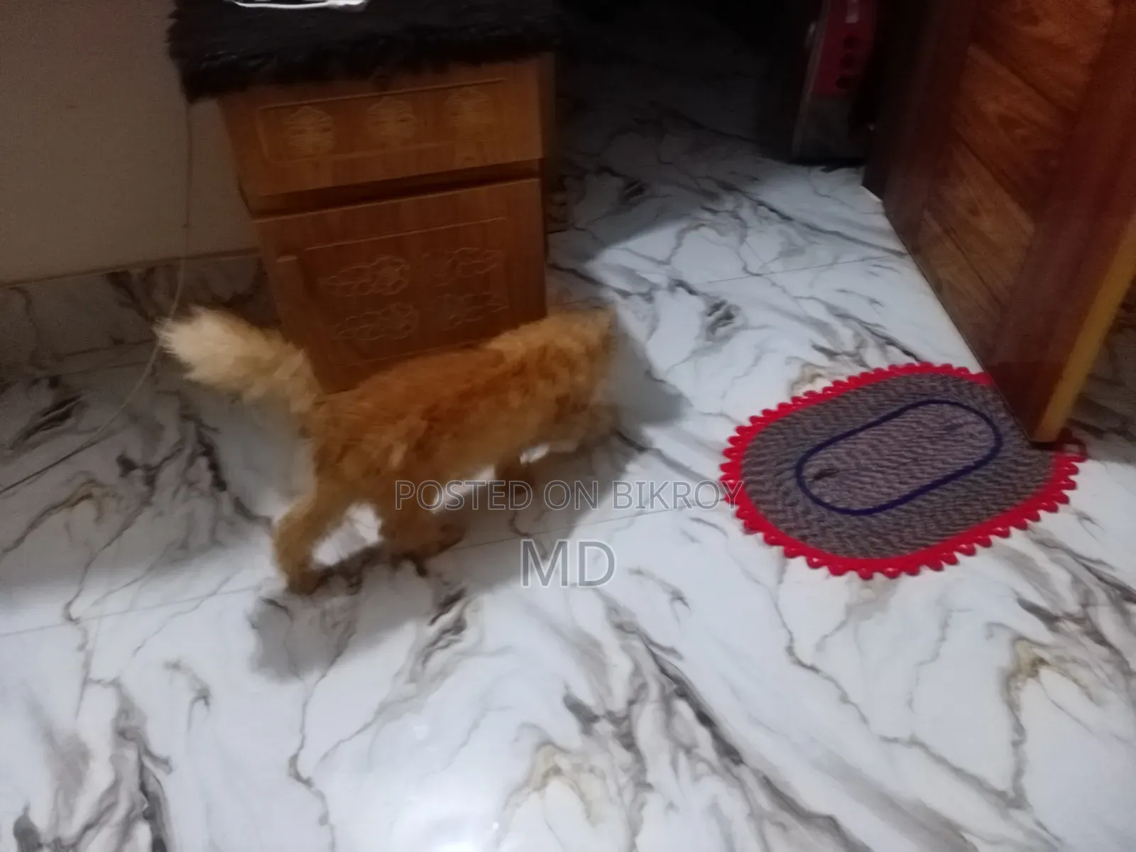 6-12 months Male Purebred Persian