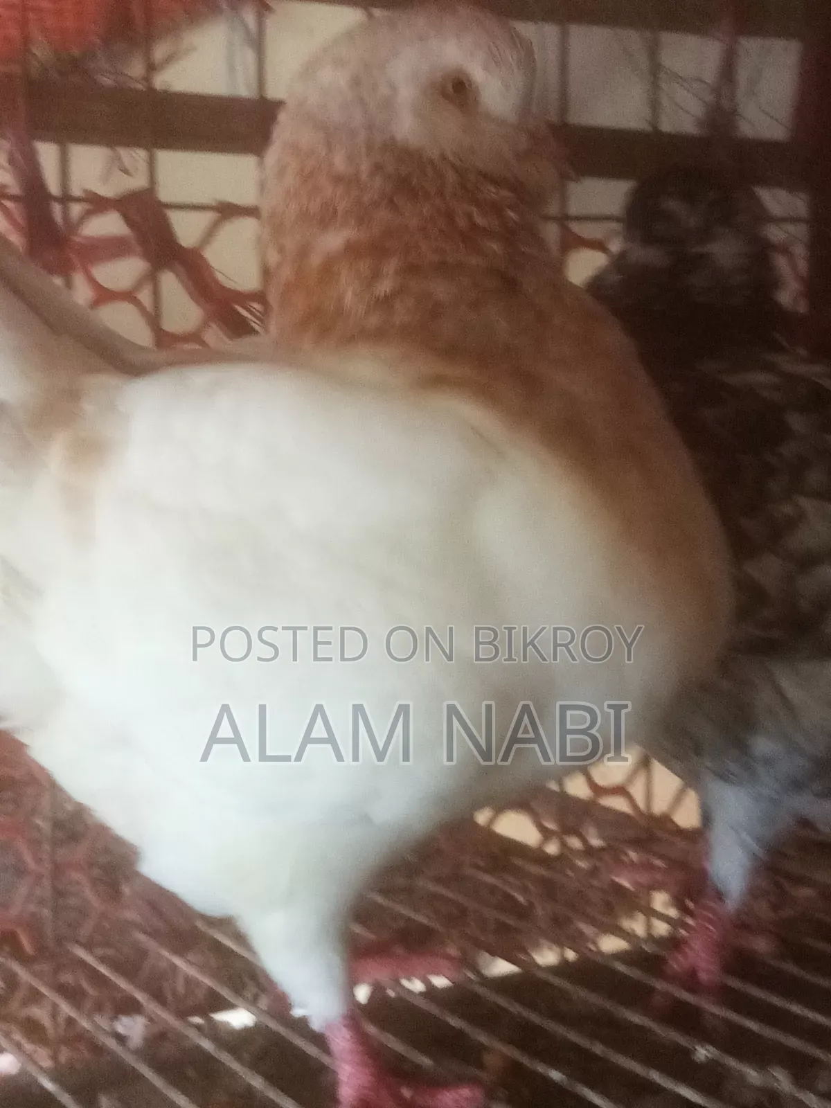 রানিংকিং ফেয়ার