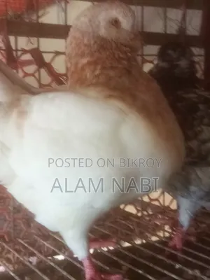 রানিংকিং ফেয়ার