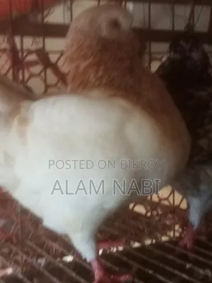 রানিংকিং ফেয়ার