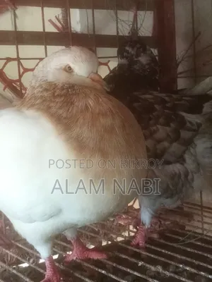 রানিংকিং ফেয়ার