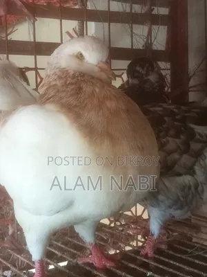 রানিংকিং ফেয়ার