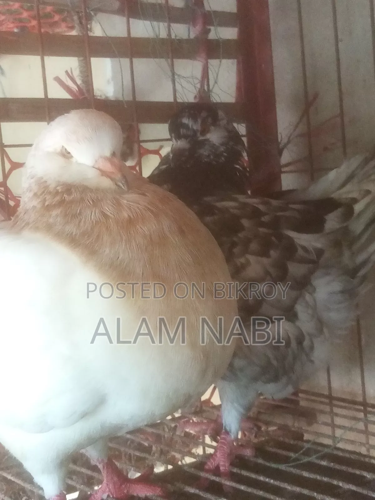 রানিংকিং ফেয়ার