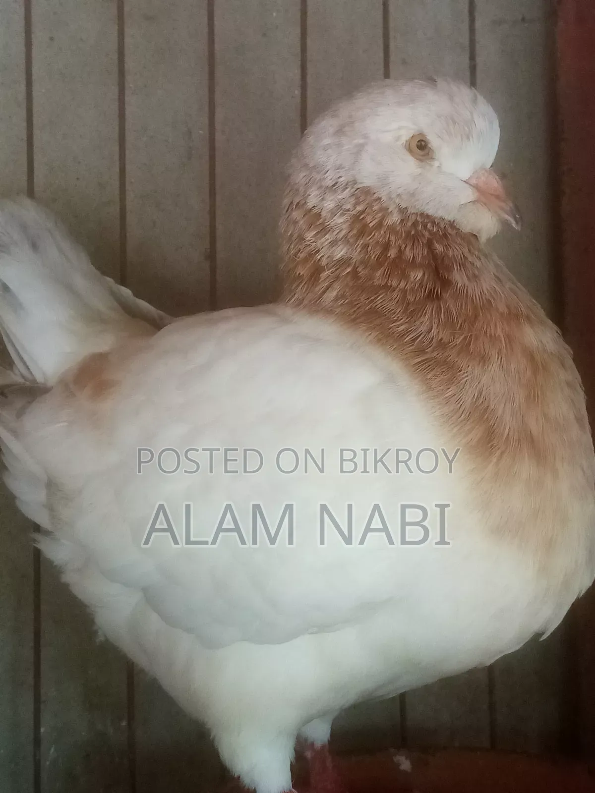 রানিংকিং ফেয়ার
